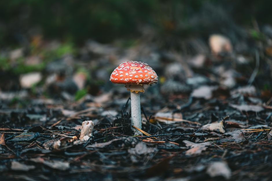 Vibrant Amanita muscaria mushroom growing amidst forest floor with fallen leaves.